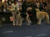 World Dog Show 2012 018 Mysh.JPG (119266 Byte)